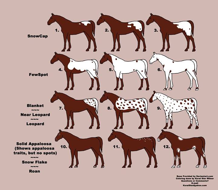 Идеи на тему «КОНИ ЛОШАДИ Масть» (22) в г | лошади, красивые лошади, лошадиные породы